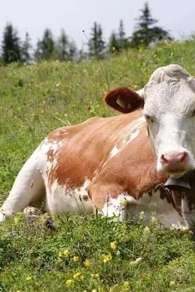 Bessie McBelle cow vore