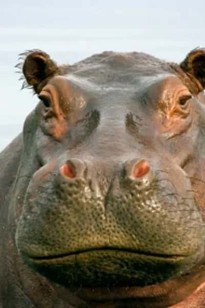 Jamila the Fat Hippo vore