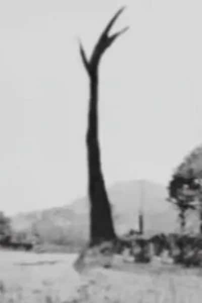 The Special Tree