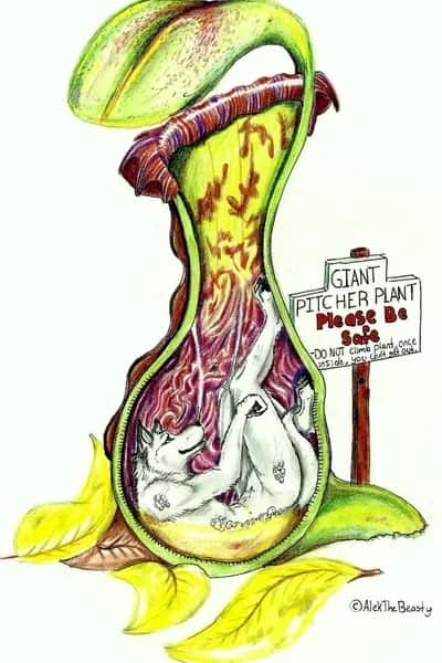 Plant vore